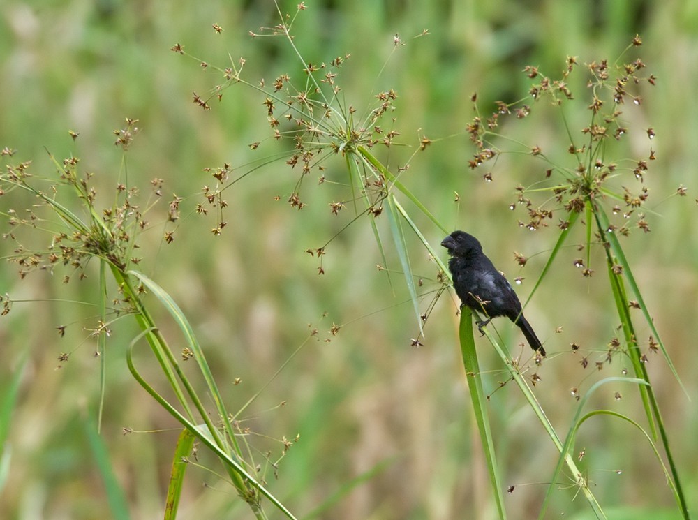 Schwarzschnabelspelzer (Sporophila atrirostris)