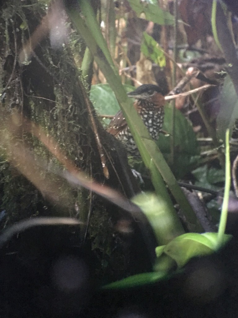 Conopophagid Antpittas (Pittasoma)