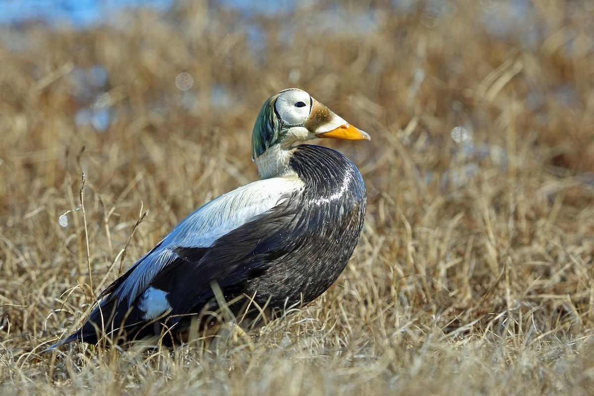 Spectacled Eider (Somateria fischeri)