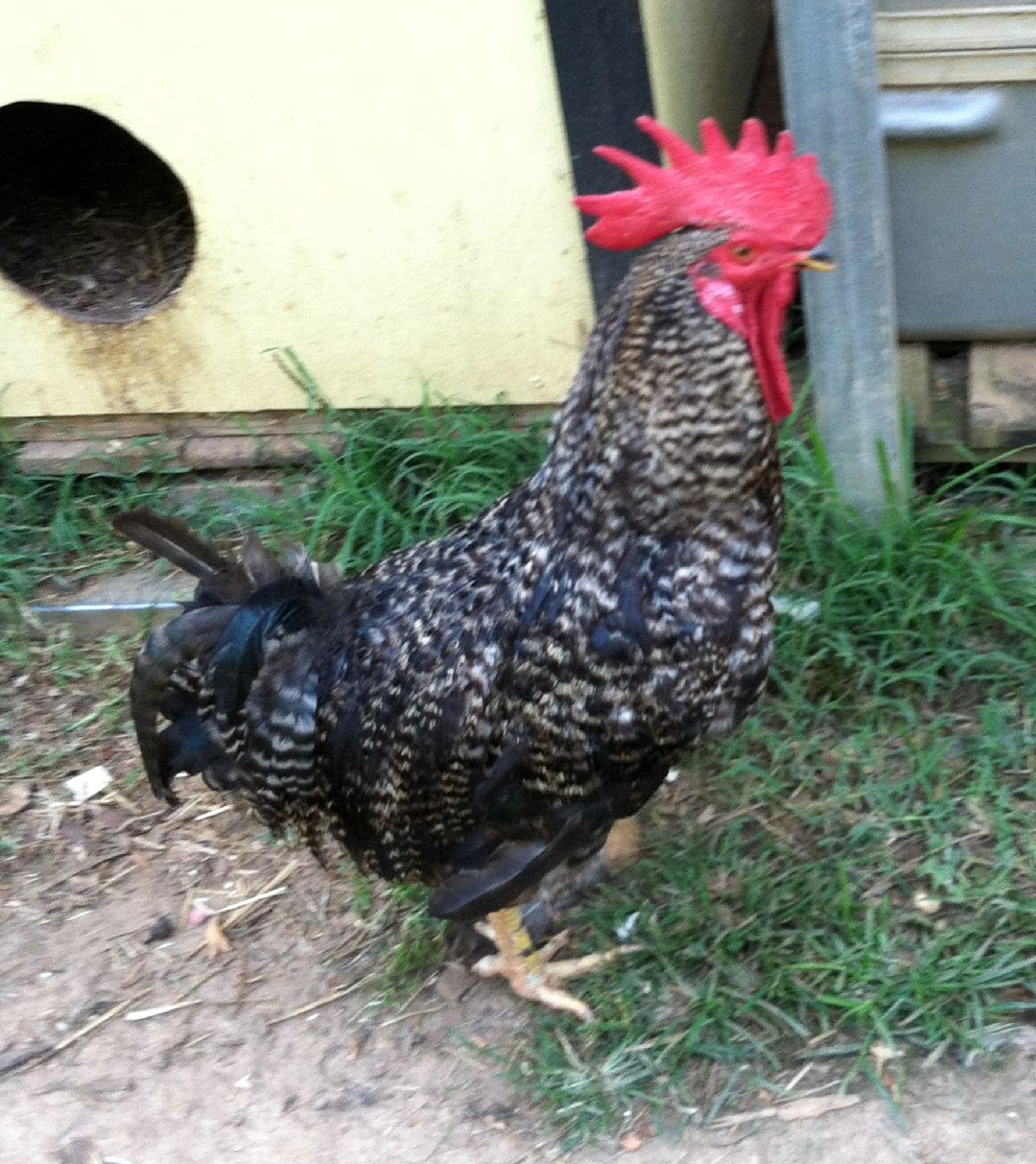 Gallus gallus domesticus 'Plymouth Rock' (Gallus gallus domesticus 'Plymouth Rock')