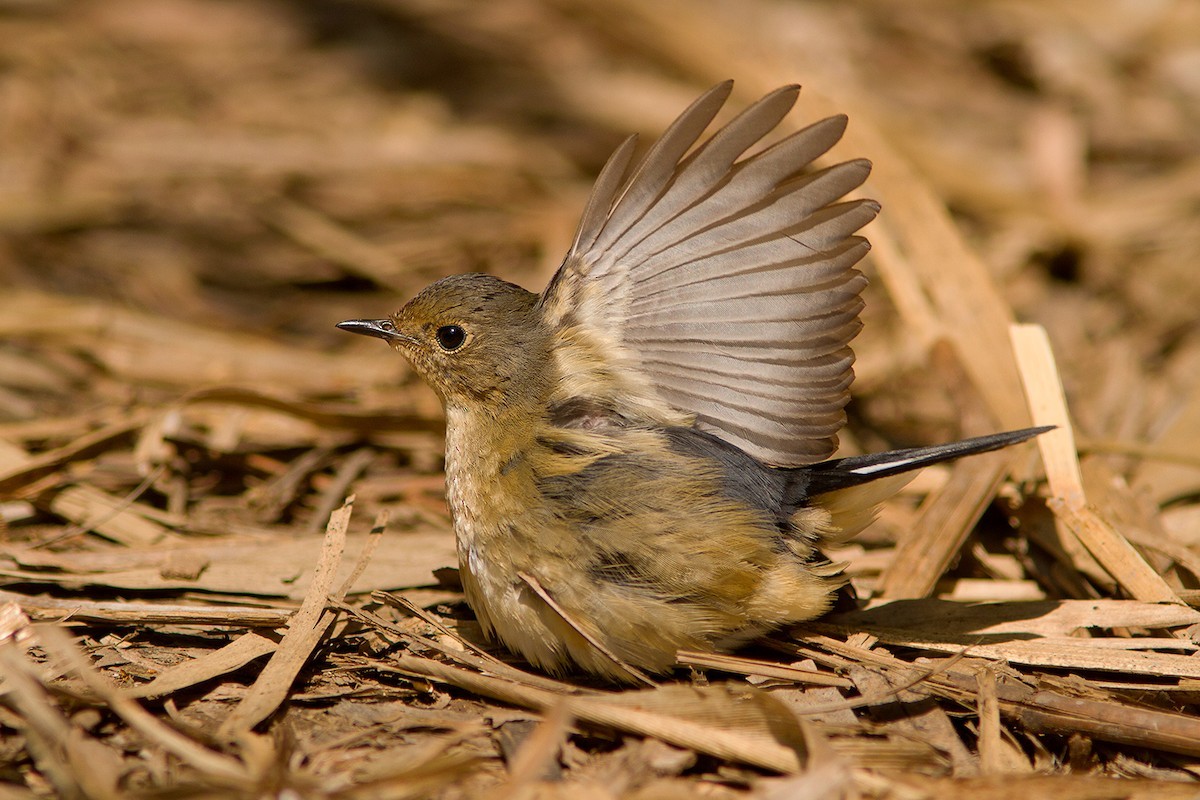 Firethroat (Calliope pectardens)