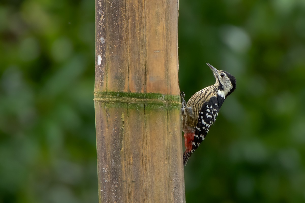Streepborstspecht (Dendrocopos atratus)