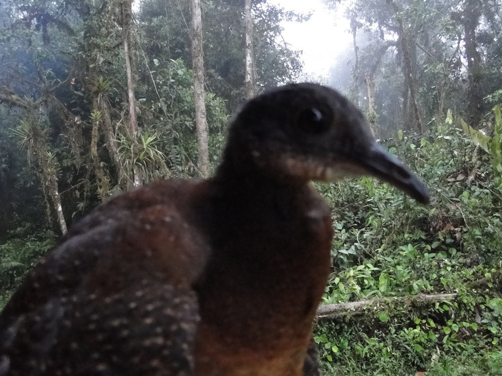 Montane Forest Tinamous (Nothocercus)