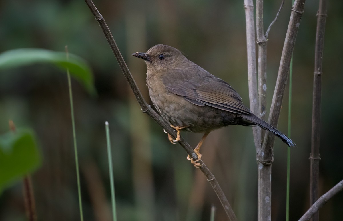 Fluweellijster (Turdus serranus)