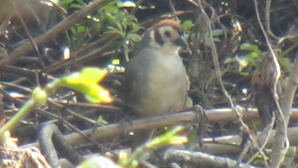 Prevost's Ground Sparrow (Melozone biarcuata)