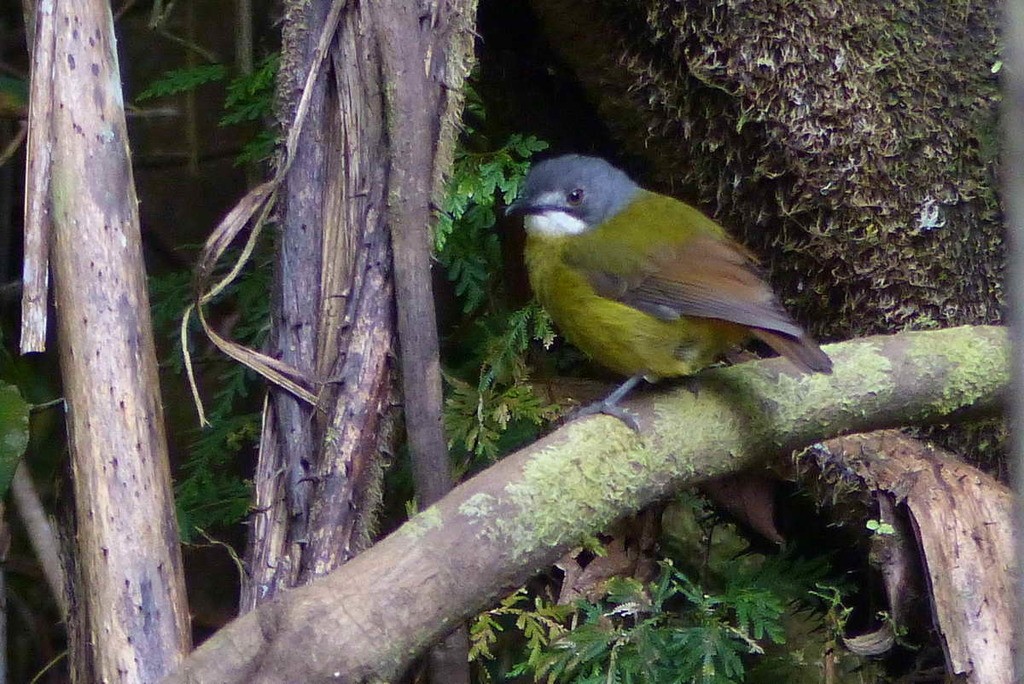 Pale-eyed Robins (Pachycephalopsis)