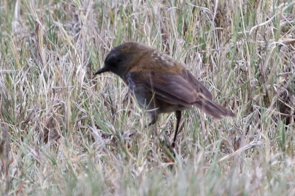 Tordo usignolo becconero (Catharus gracilirostris)