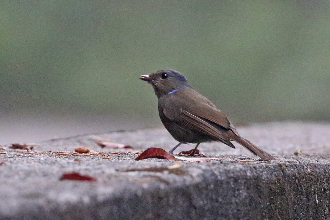 Large Niltava (Niltava grandis)