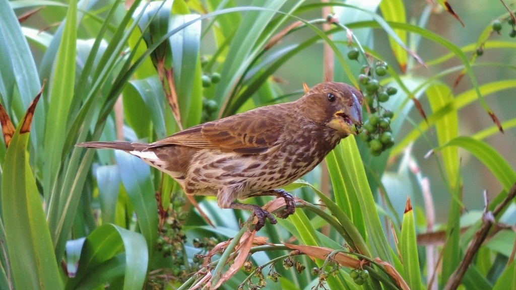 Amblyospiza albifrons woltersi (Amblyospiza albifrons woltersi)