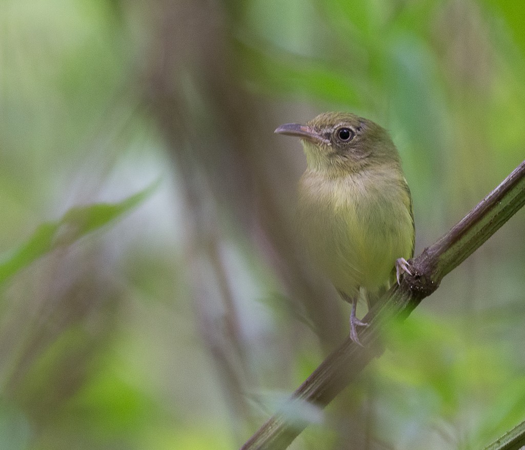 Colombiaanse Krombektiran (Oncostoma olivaceum)