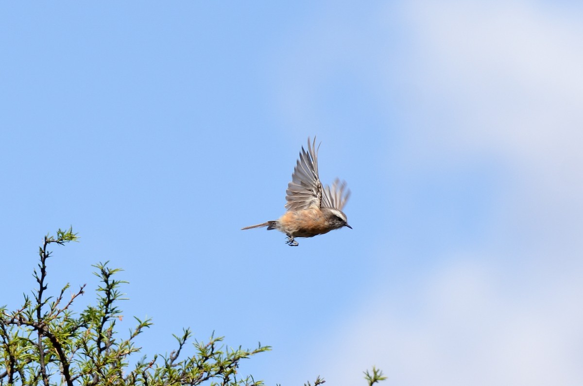 D'orbigny's Chat-tyrant (Ochthoeca oenanthoides)