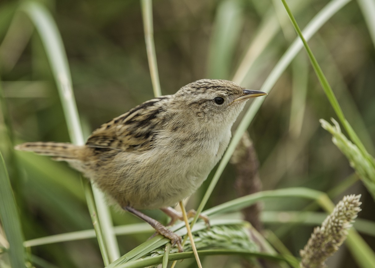 Troglodyte de Latham (Cistothorus platensis)