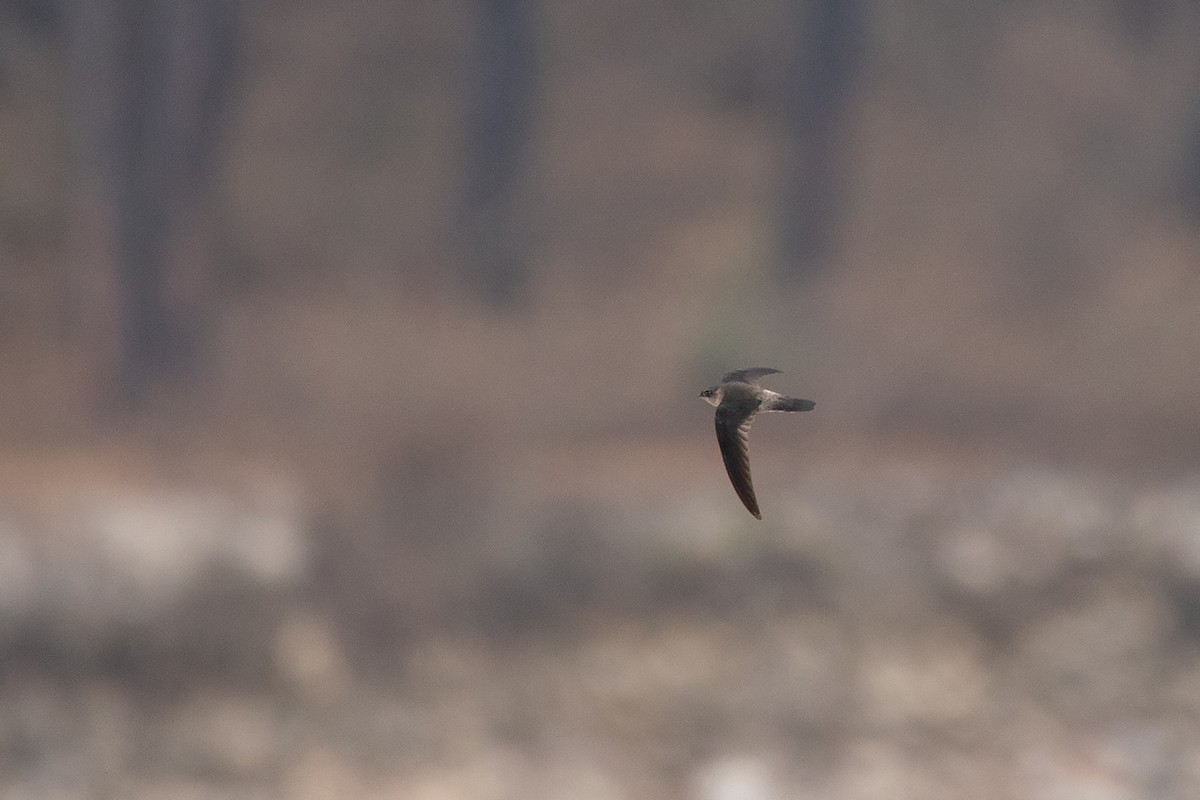 Himalayan Swiftlet (Aerodramus brevirostris)