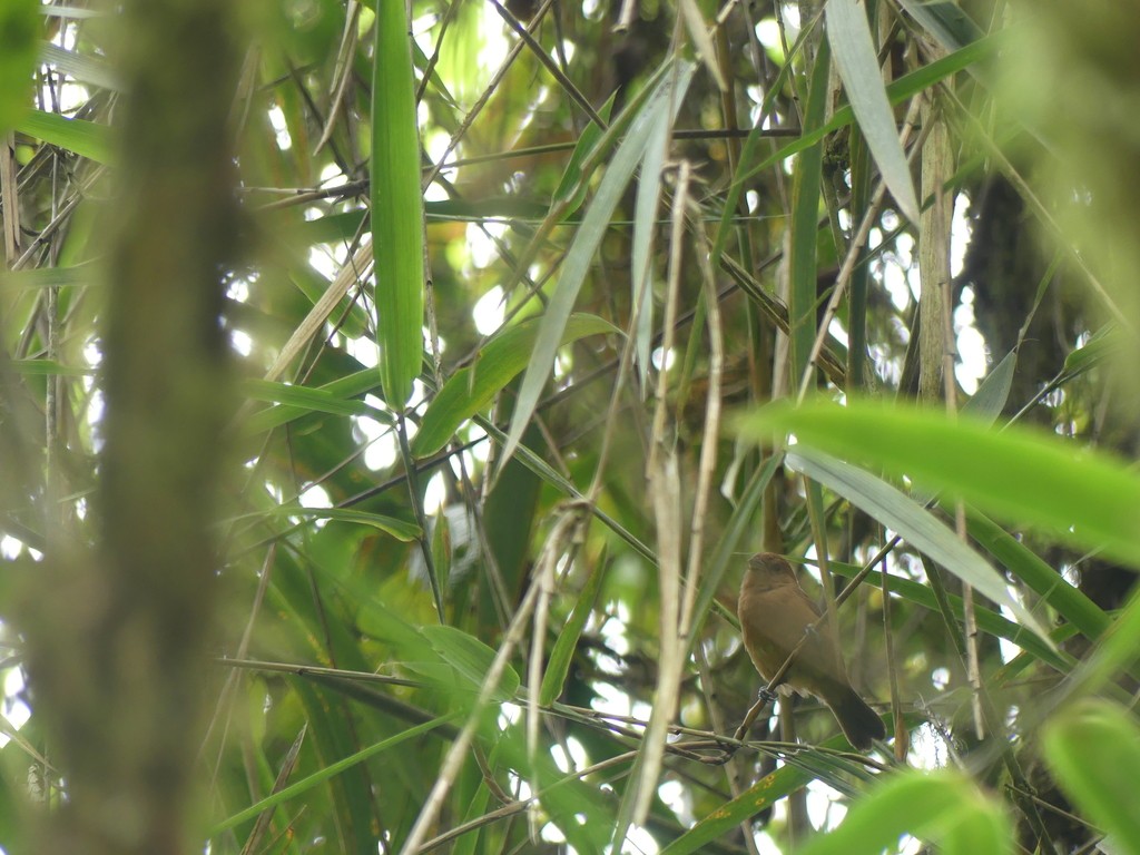 Blue-black Seedeaters (Amaurospiza)