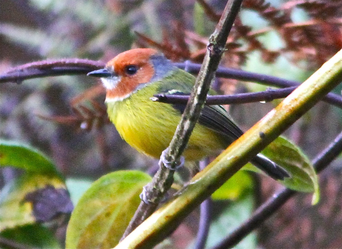 Lulu's Todietiran (Poecilotriccus luluae)