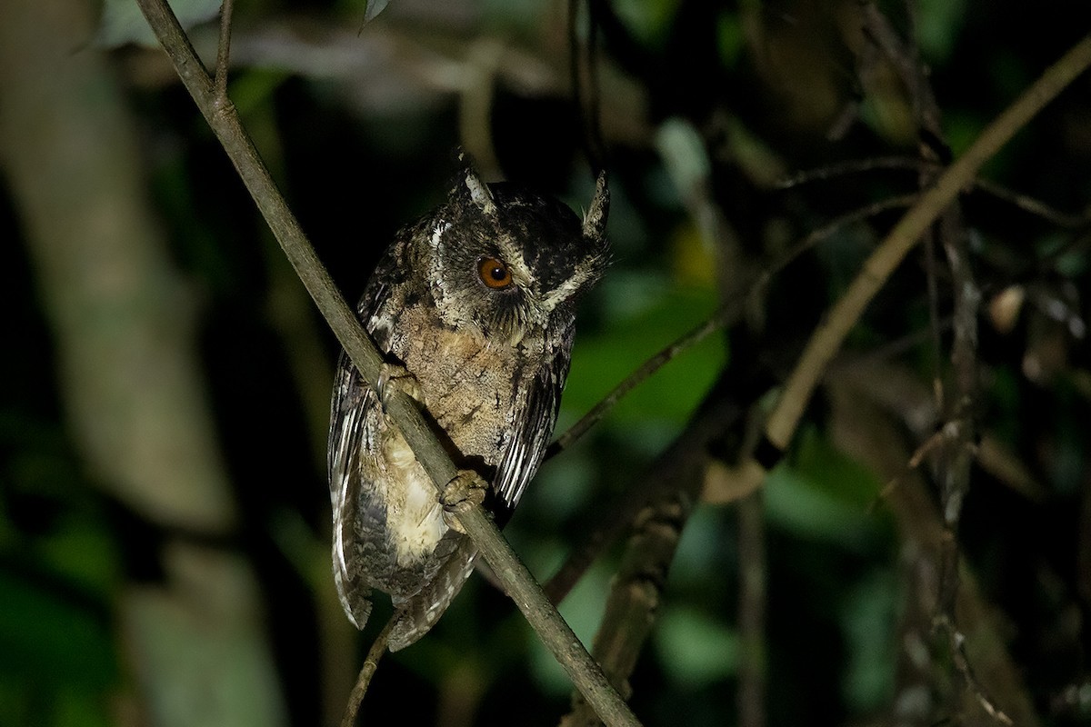 Palawandwergooruil (Otus fuliginosus)