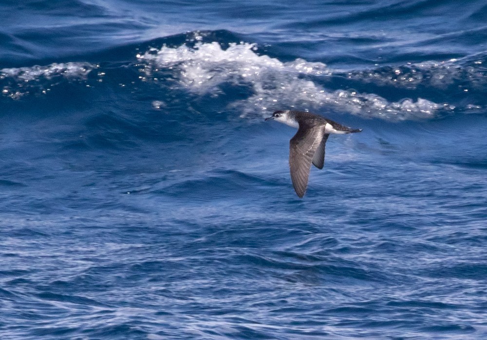 Little Shearwater (Puffinus assimilis)