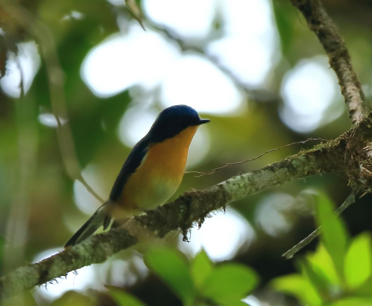 Pygmy Flycatcher (Muscicapella)