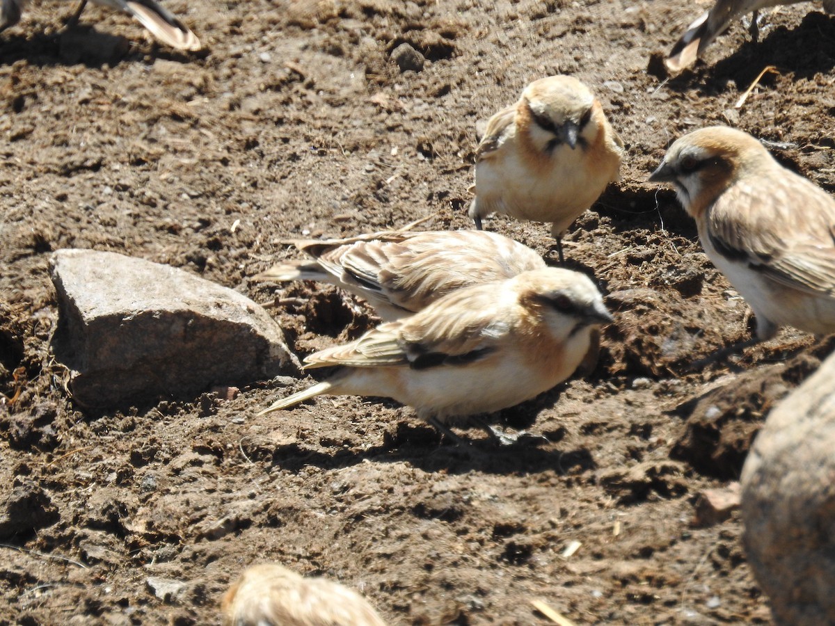 Rufous-necked Snowfinch (Pyrgilauda ruficollis)