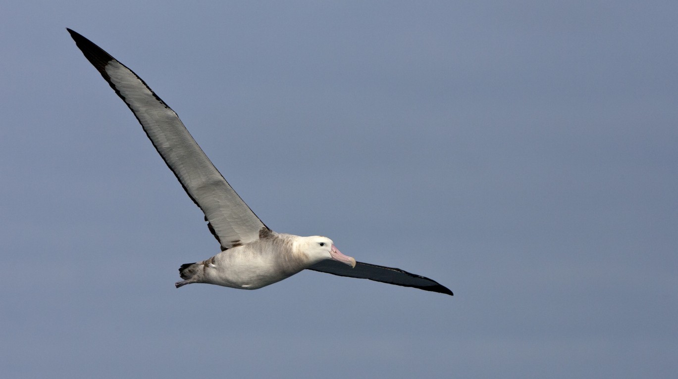 Great albatrosses (Diomedea)
