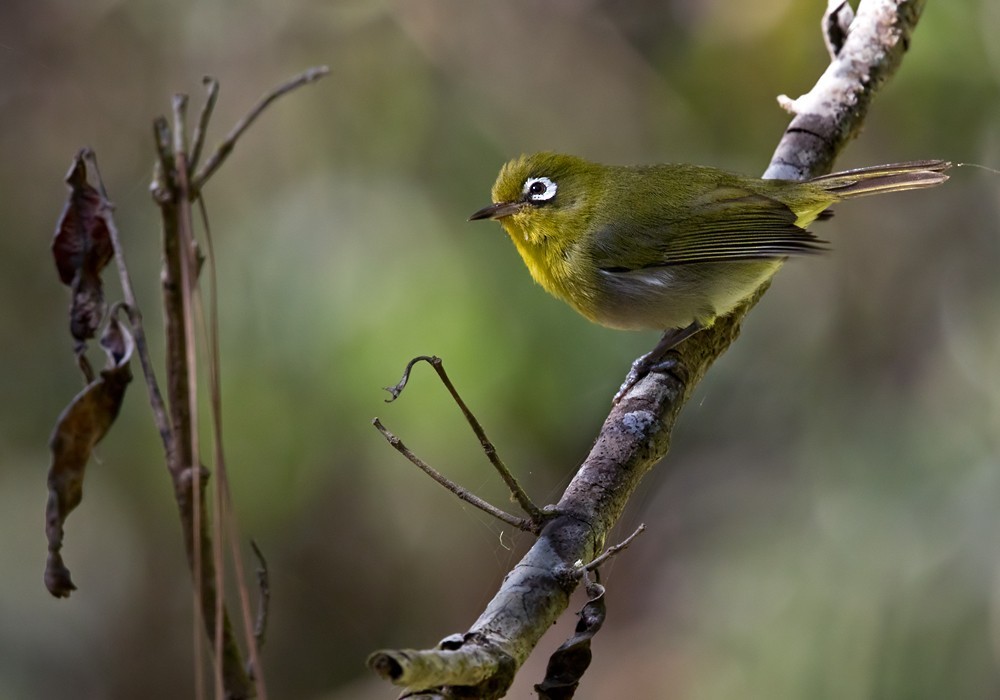 Green-backed White-eye (Zosterops xanthochroa)