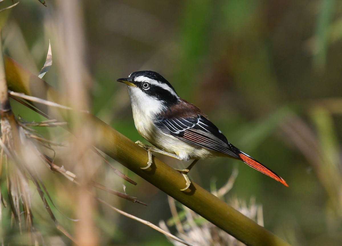 Red-tailed Minla (Minla ignotincta)