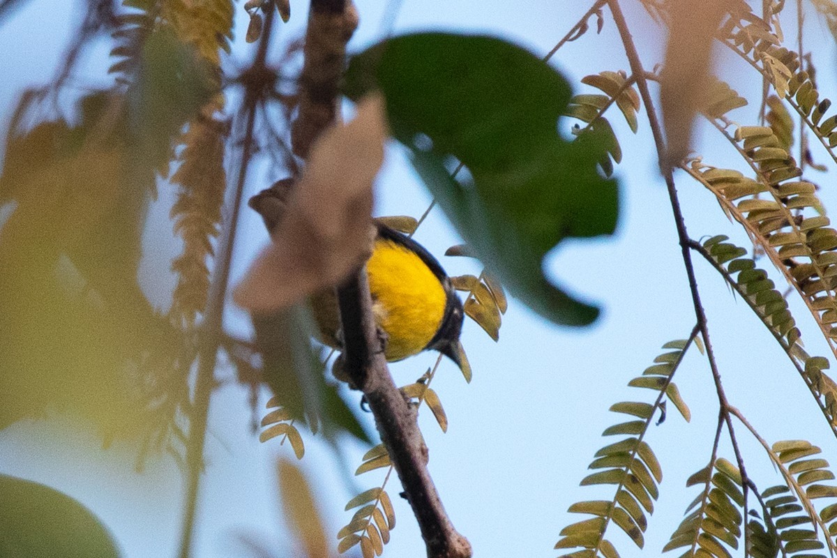 Zwart-gele Honingvogel (Dicaeum melanozanthum)