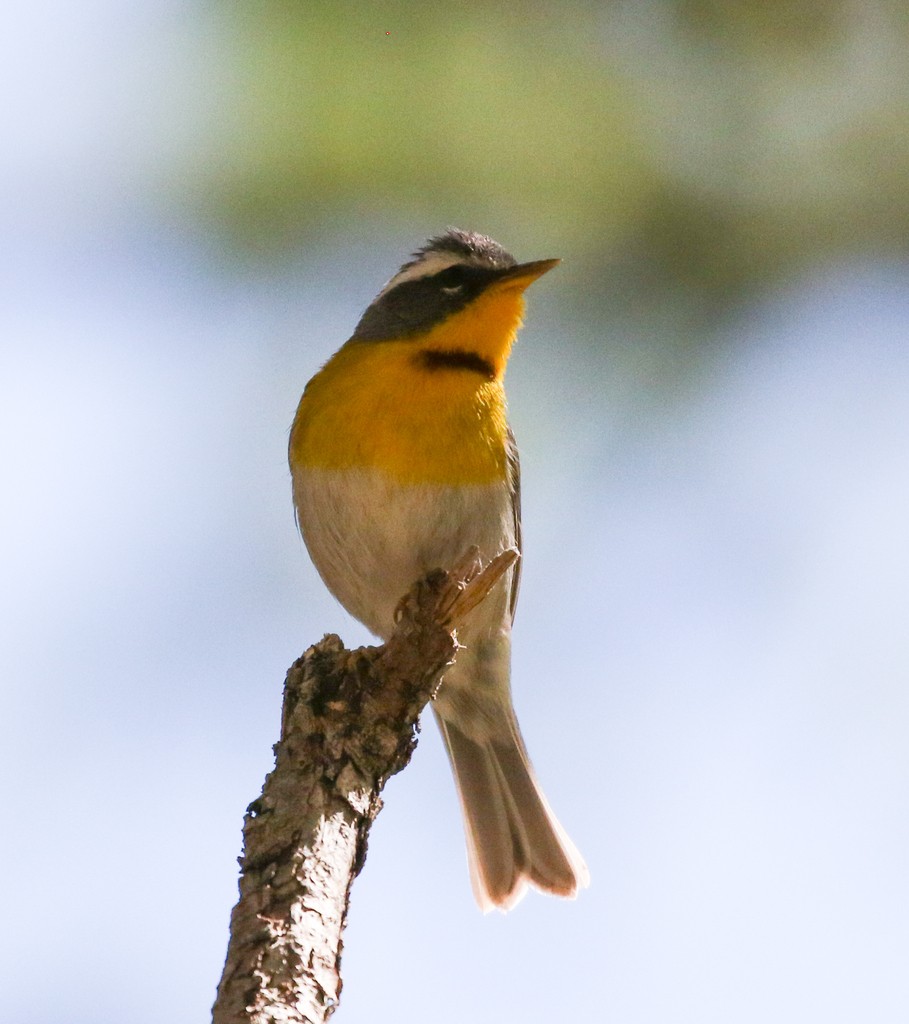 Crescent-chested Warbler (Oreothlypis superciliosa)