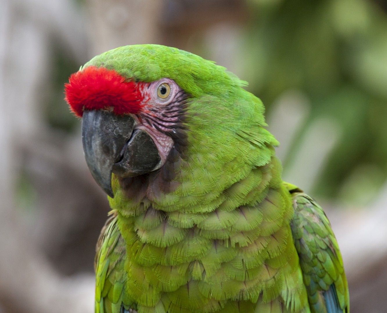 Guacamayo militar (Ara militaris)