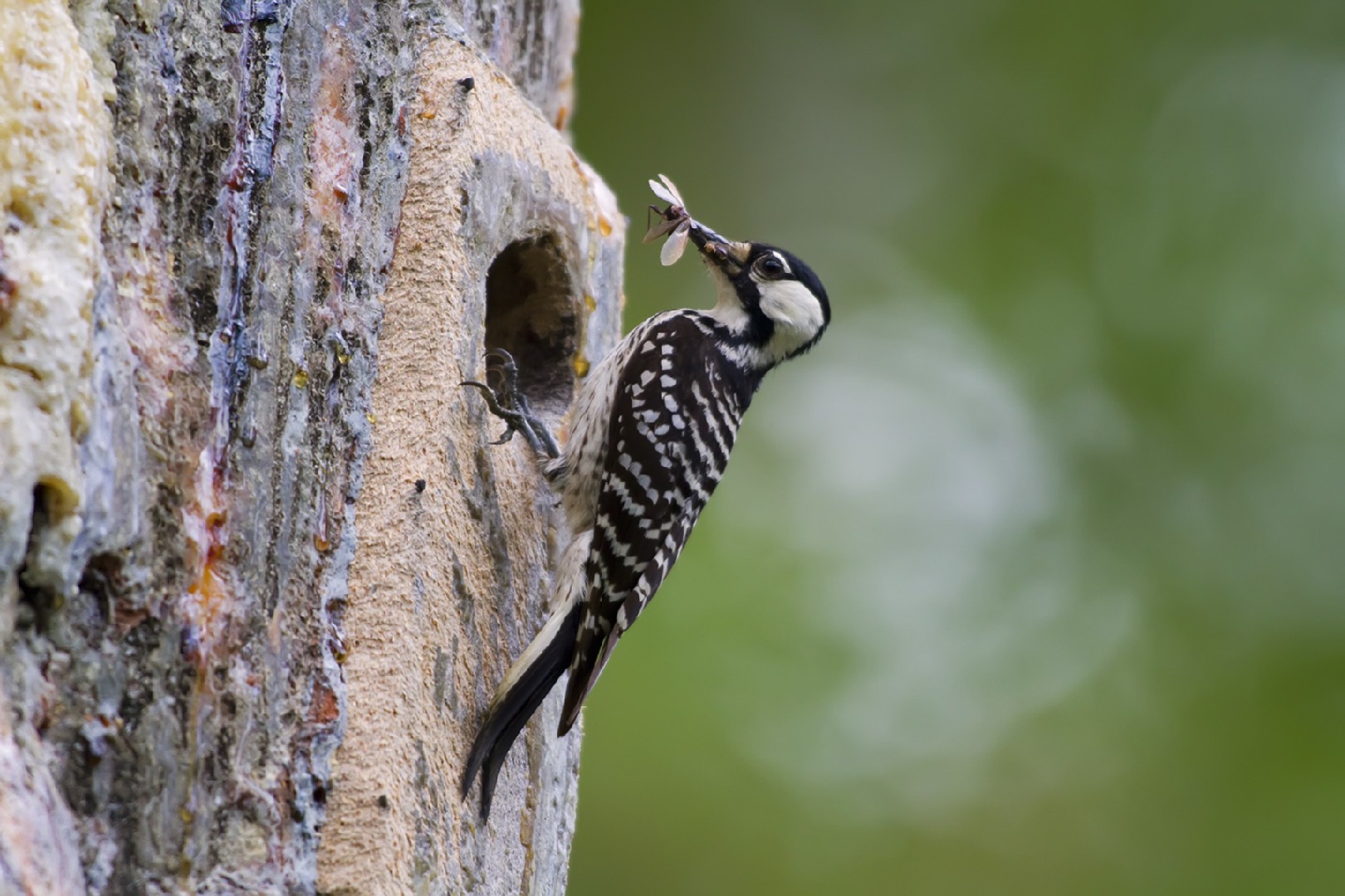 Three-toed woodpeckers (Picoides)