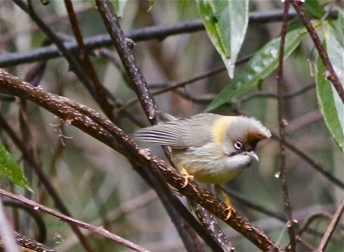 Gelbnackenyuhina (Yuhina flavicollis)