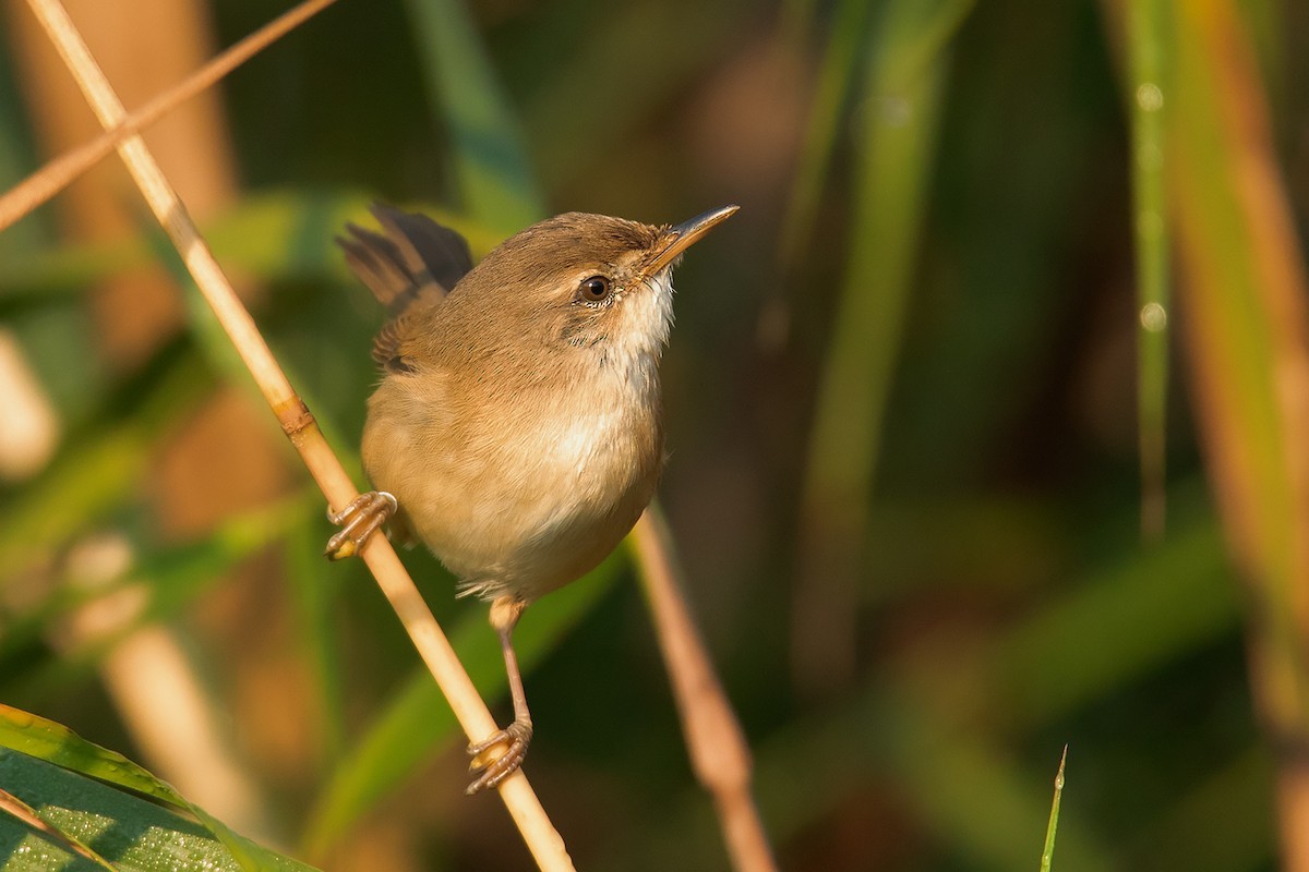 Indische Veldrietzanger (Acrocephalus concinens)