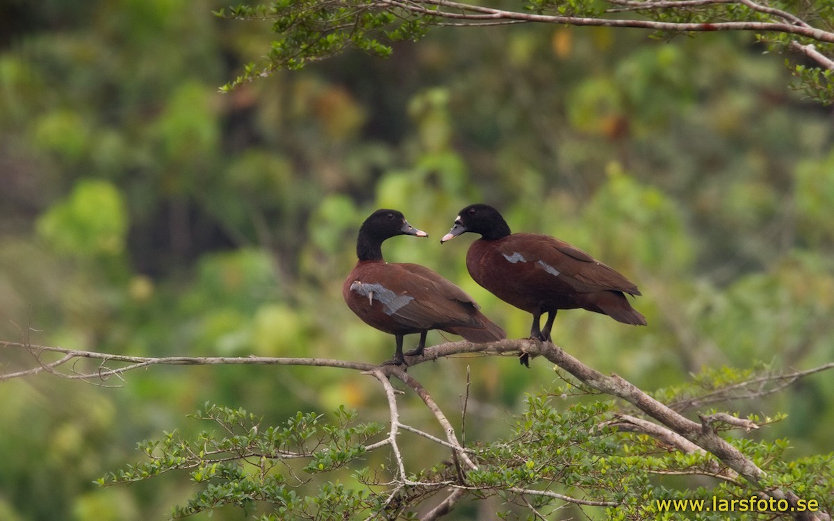 Hartlaub'S Duck (Pteronetta)