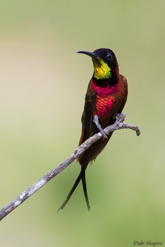 Crimson Topaz (Topaza pella)