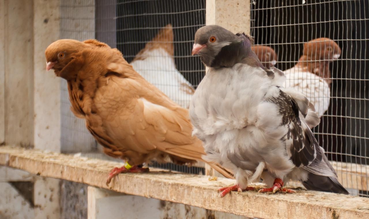 Chinese Owl pigeon (Columba livia domesticus 'Chinese Owl')
