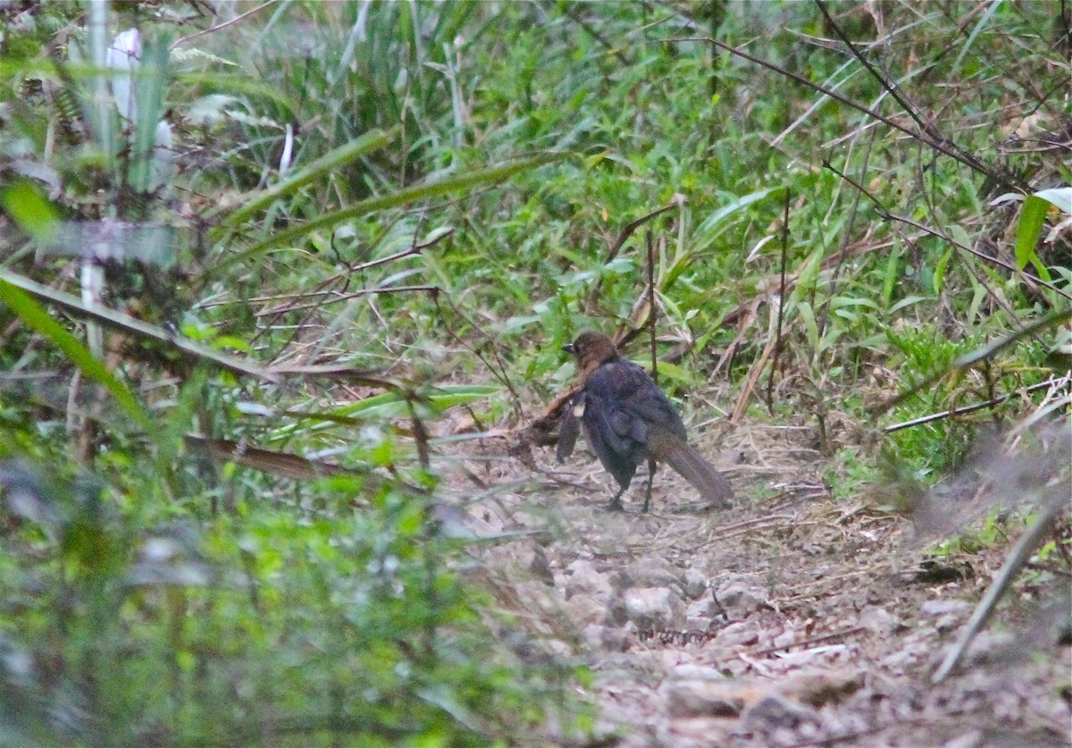 Zorzal terrestre de Célebes (Zoothera heinrichi)