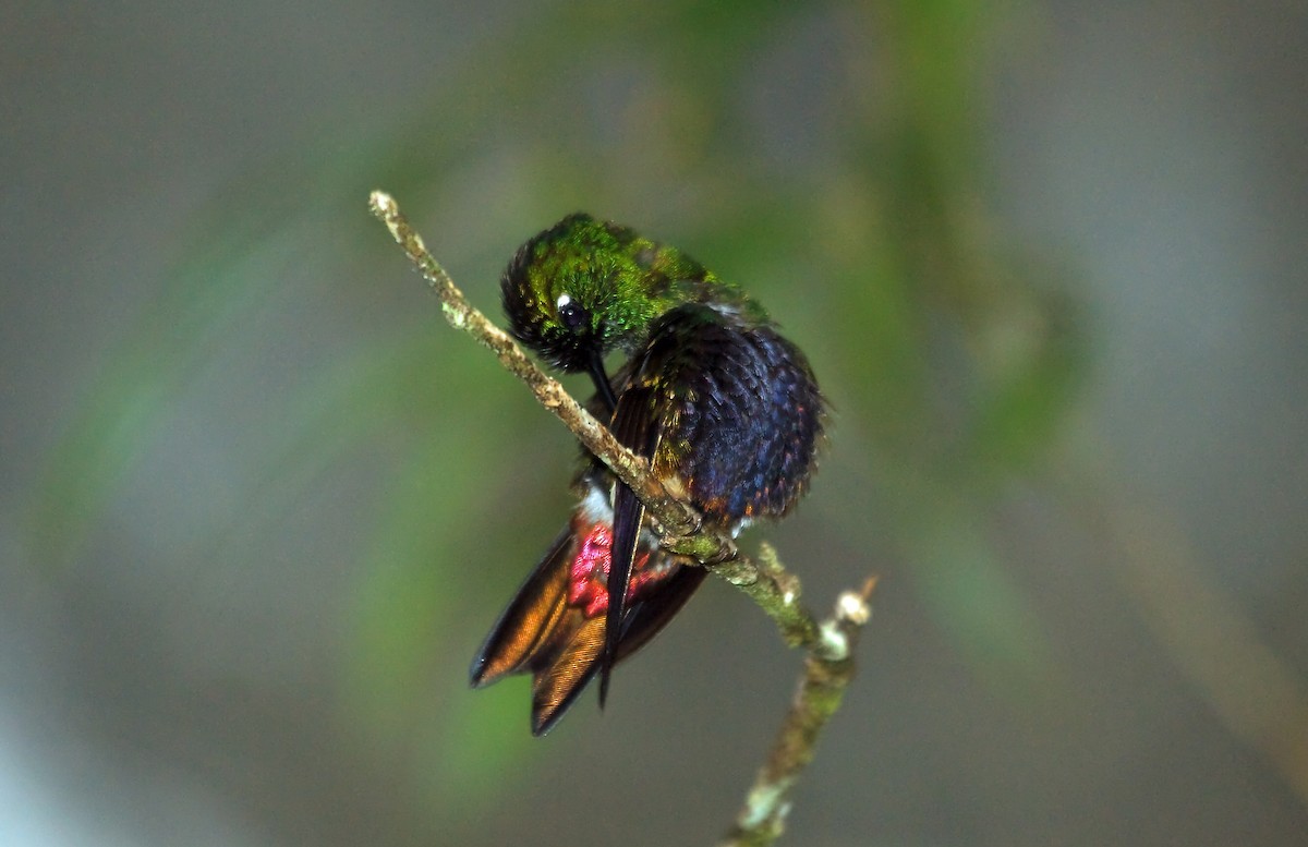 Eriocnemis (Eriocnemis)