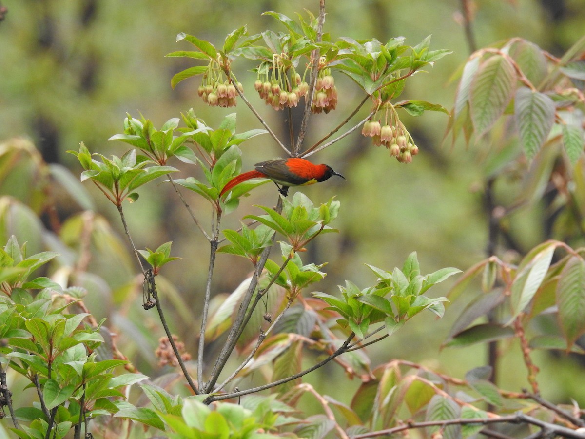 Fire-tailed Sunbird (Aethopyga ignicauda)