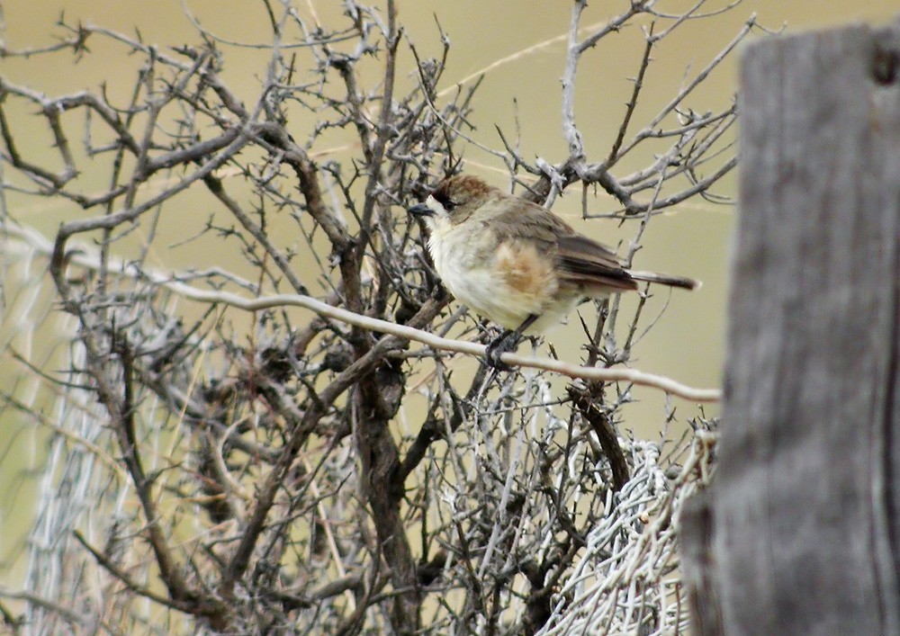 Aphelocephala (Aphelocephala)