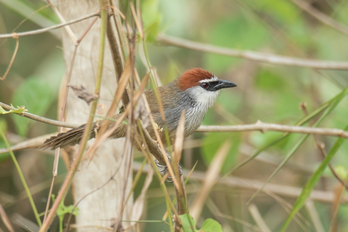 Timalí Capirotado (Timalia pileata)