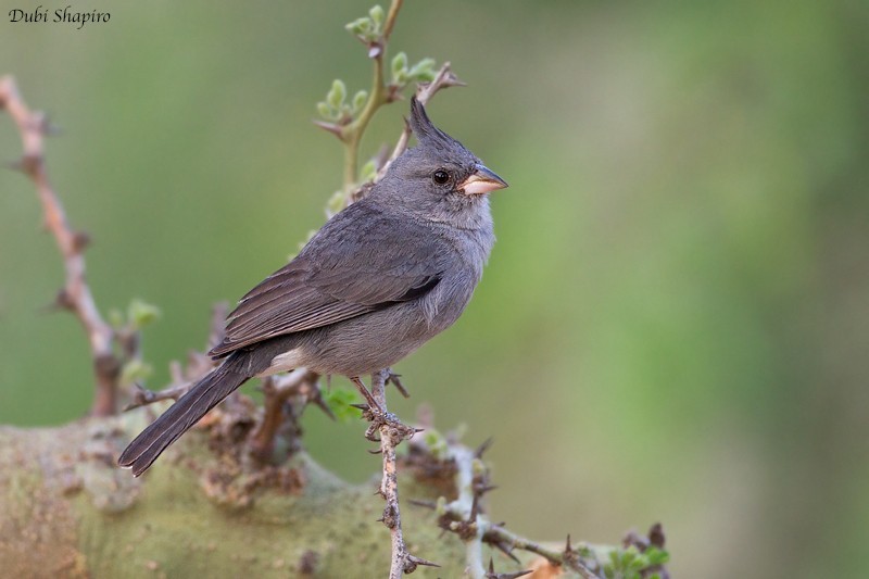 Lophospingus (Lophospingus)