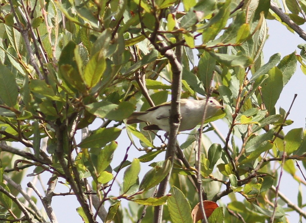 Mosquitero oriental (Phylloscopus orientalis)