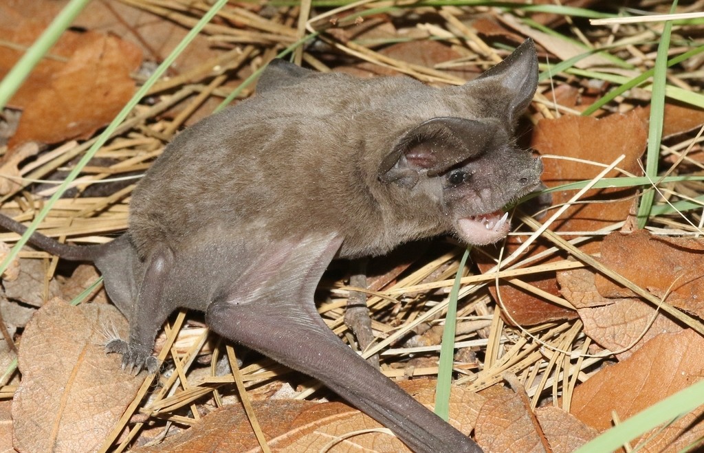 큰귀박쥐속 (Tadarida)