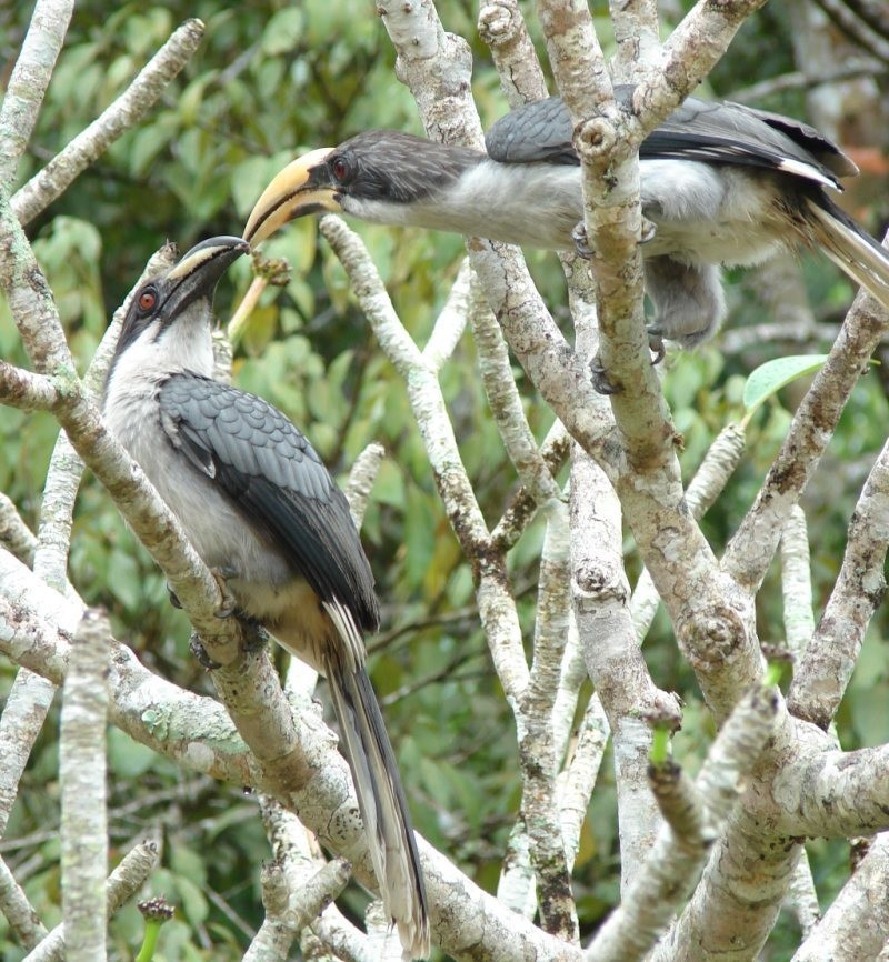 Ceylonhornvogel (Ocyceros gingalensis)