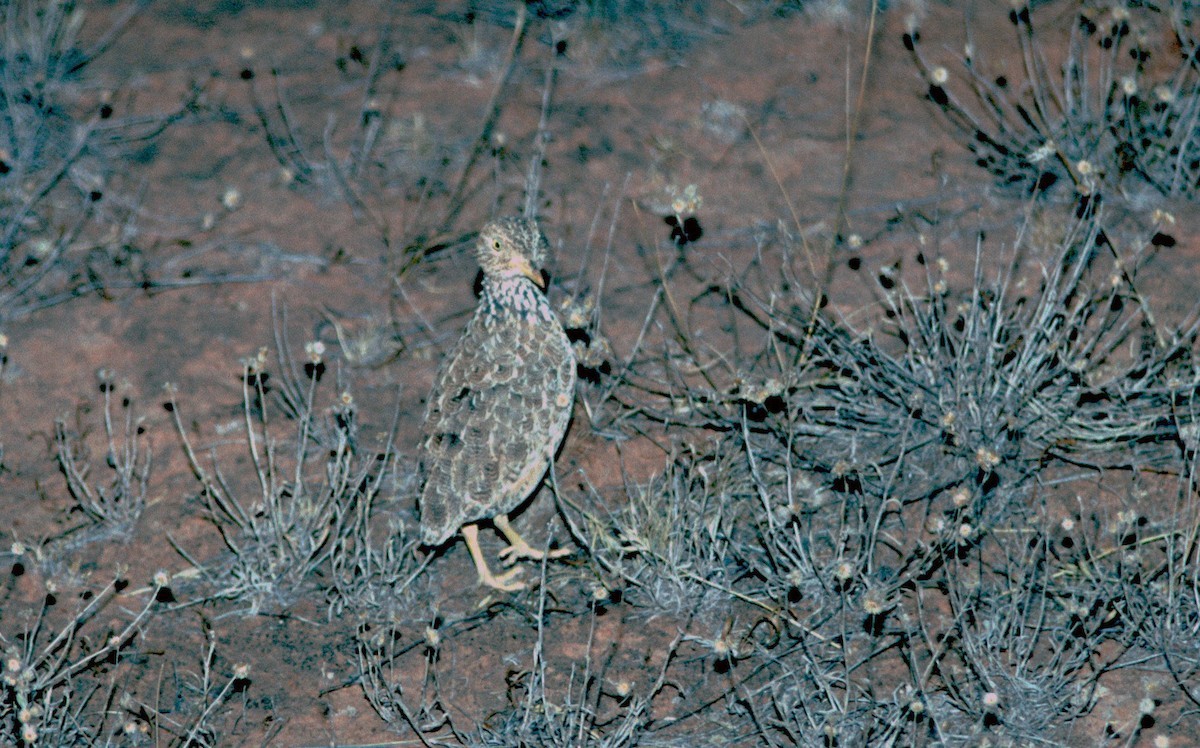 Plains-wanderer (Pedionomus)