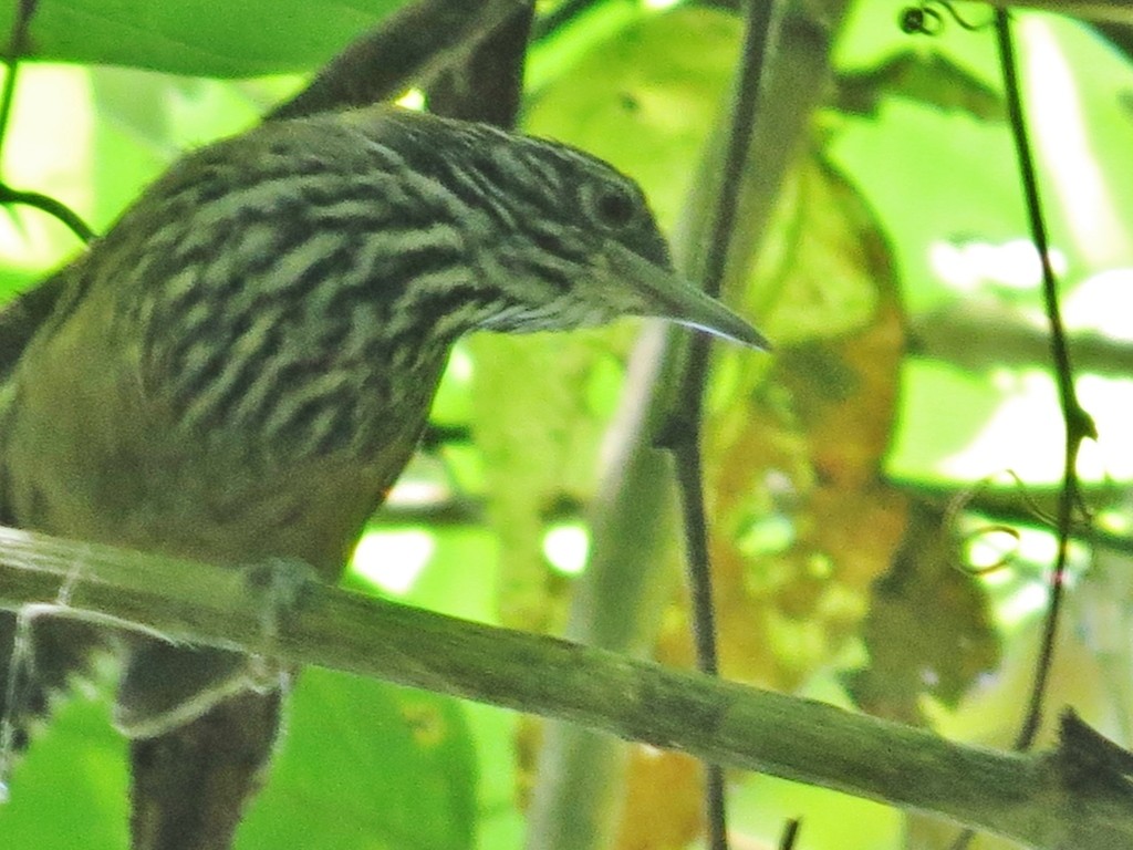 Stripe-breasted Wren (Cantorchilus thoracicus)