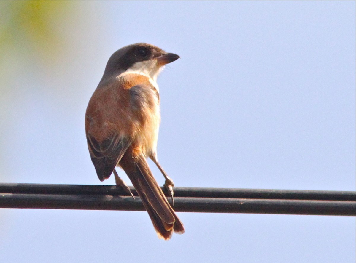 Pie-grièche à dos marron (Lanius collurioides)