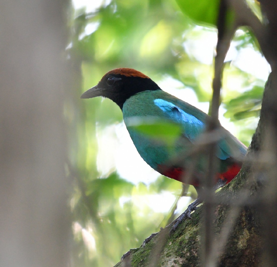 Pita encapuchada occidental (Pitta sordida)