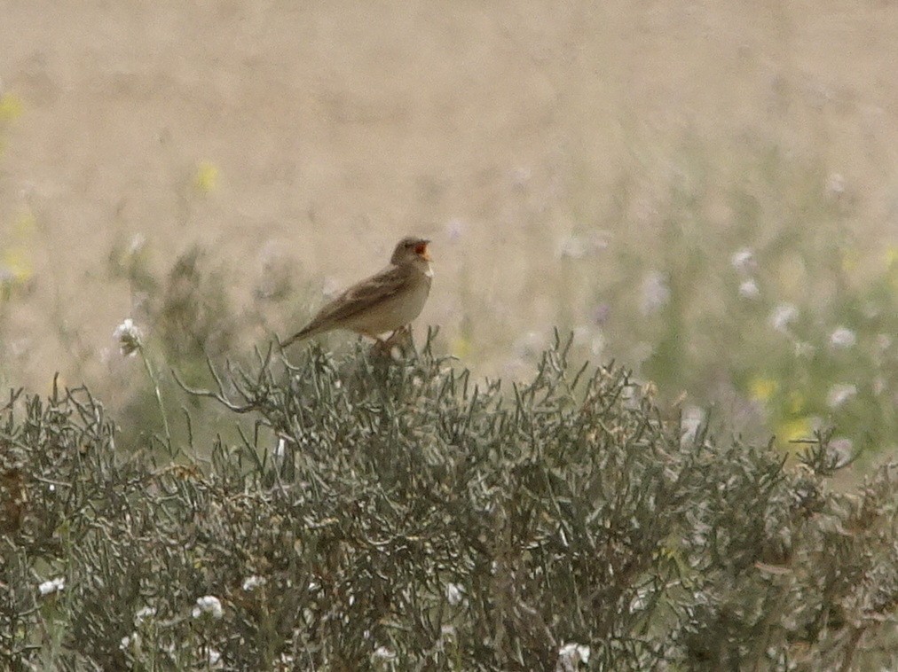 Pale Rockfinch (Carpospiza)