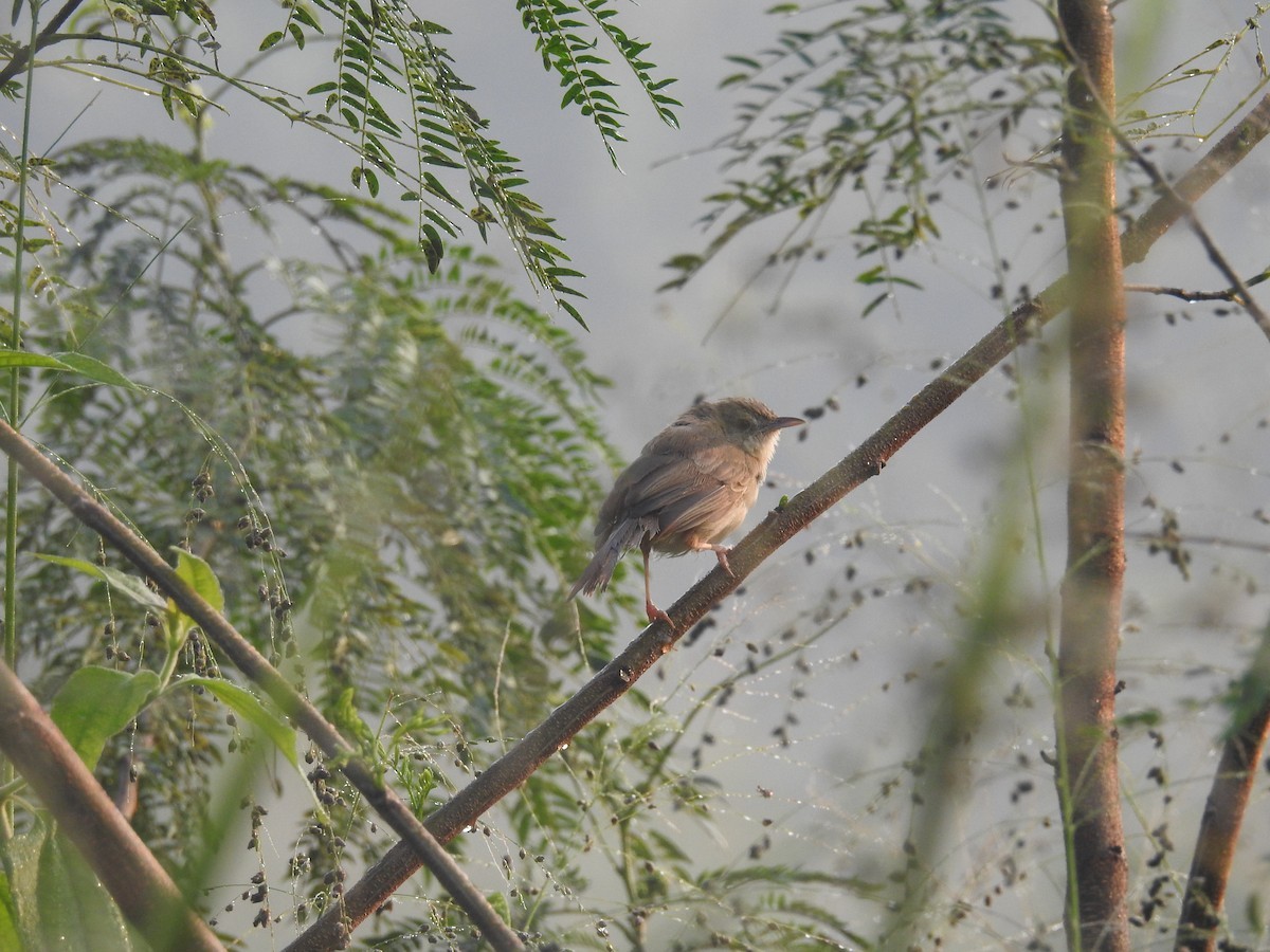 Jungleprinia (Prinia sylvatica)